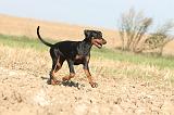 DOBERMANN 062